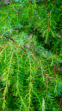 green juniper branches with a visible texture