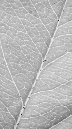 macro photo of leaves in gray colorの写真素材