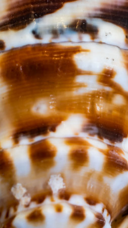 white and brown sea snail shell. backgroundの写真素材