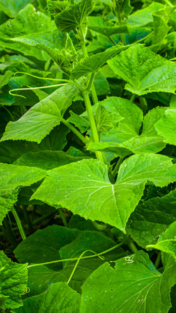 green cucumber leaves with visible parts.の写真素材