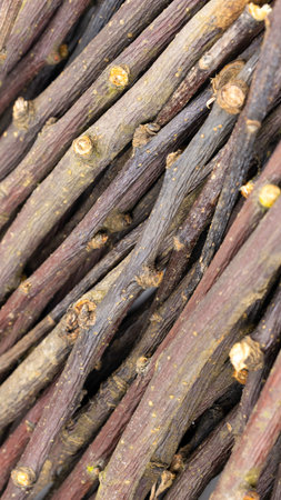 dried apple twigs with visible details. background or texture