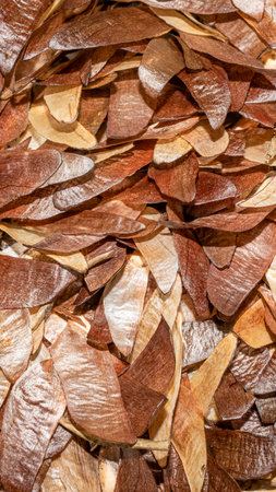 brown pine seeds macro photo. background or textureの写真素材