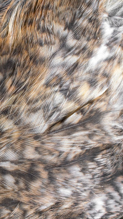 white and brown feathers with visible textureの写真素材