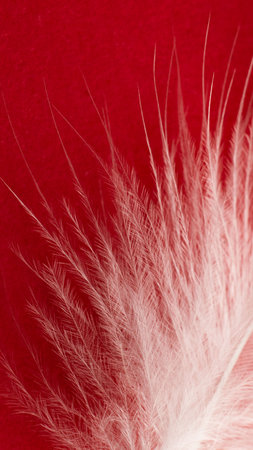 white duck feather on a red backgroundの写真素材