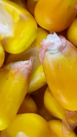yellow corn kernels with visible details. Background or textureの写真素材
