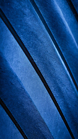 blue feather pigeon macro photo. texture or backgroundの写真素材