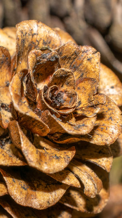 brown lach cones with visible details. background or textureの写真素材