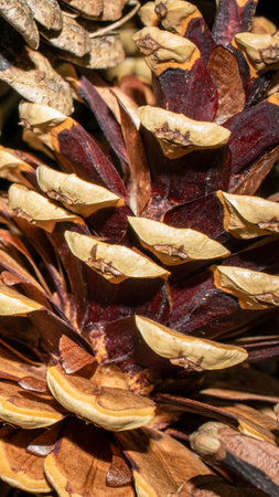brown pine cones macro photo. background or textureの写真素材