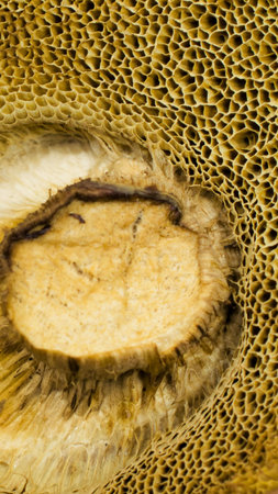 photo of the dried mushroom with visible detailsの写真素材