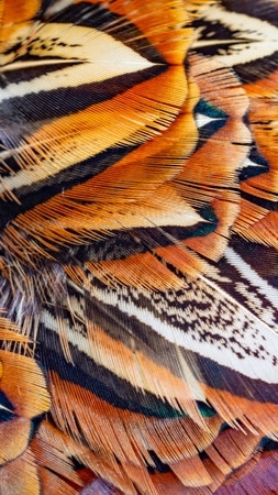 colored pheasant feathers with a visible texture. backgroundの写真素材