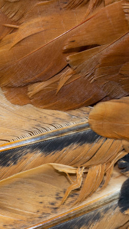 macro photo of brown hen feathers. background or textureの写真素材