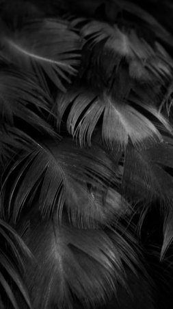 macro photo of black hen feathers. violet backgroundの写真素材