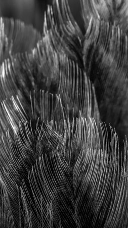 macro photo of gray hen feathers. background or textureの写真素材