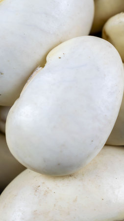 grains of white beans with visible details