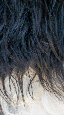 white and black sheep furの写真素材