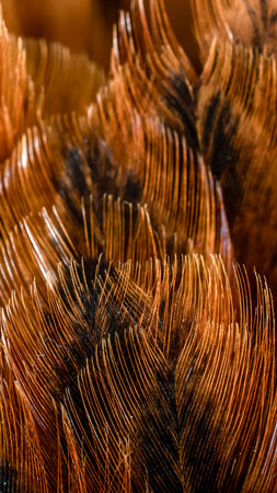 macro photo of brown hen feathers. background or textureの写真素材