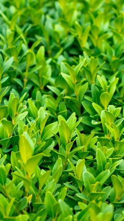 green boxwood twigs with visible details. background or textureの写真素材