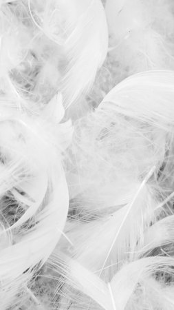 white duck feathers. background or textureの写真素材