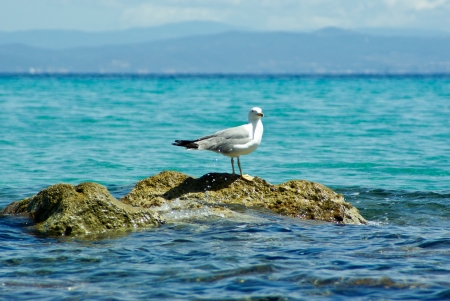 Stone in  sea on which sits a white birdの写真素材