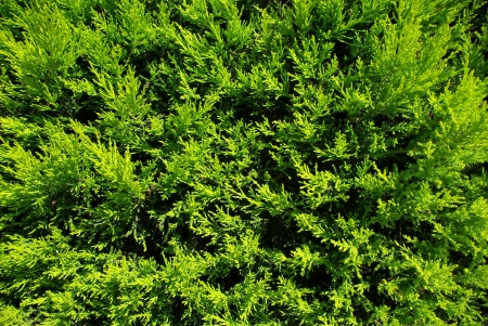 Green bush fence posazhennny for a beautiful backdropの写真素材