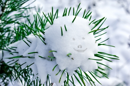 First snow on green branches of a pine in a wood の写真素材