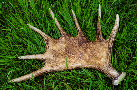 Horns of an elk which lay on a green grassの写真素材