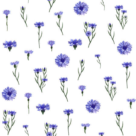 Watercolor seamless pattern blue cornflowers isolated on white background.の写真素材
