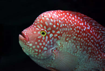 cichlidの写真素材