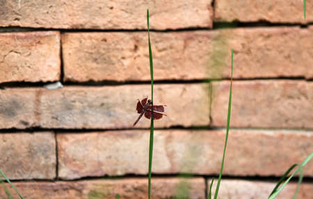 dragonflyの写真素材