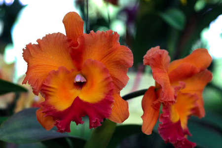 orchidの写真素材