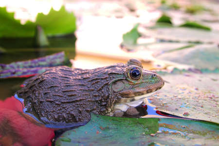 frogの写真素材