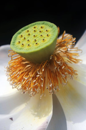 calyx of lotusの写真素材