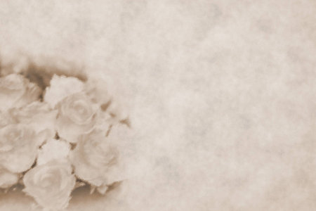 rose backgroundの写真素材