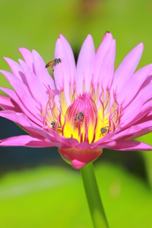 Purple lotus and bees, South of Thailand の写真素材