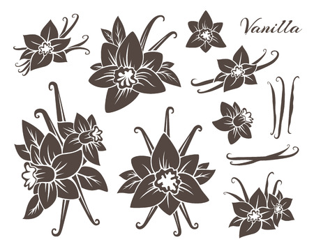 Vanilla icons collection. Flowers with dried pods. Monochrome versionのイラスト素材