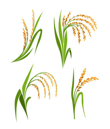 Rice plants collection, isolated design elements.のイラスト素材