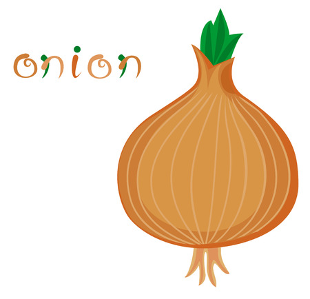 Onion. Illustration of fresh vegetable. Cartoon yellow onion. Clip art with title. Isolated on white.のイラスト素材