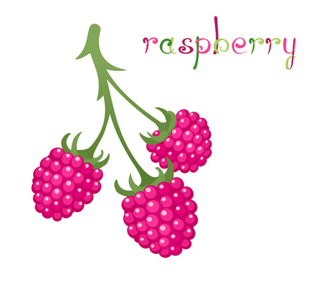 Raspberry branch. Illustration of brunch fresh ripe raspberry. Crimson berry. Clip art with title. Isolated on white.のイラスト素材