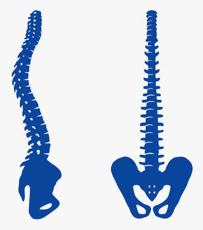silhouette of a part of the human skeleton spine and pelvis front and side view vector illustration