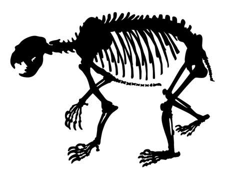 silhouette of animal skeleton of a bear vector illustrationのイラスト素材