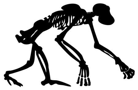 skeleton silhouette of an animal chimpanzee walking pose vector illustrationのイラスト素材