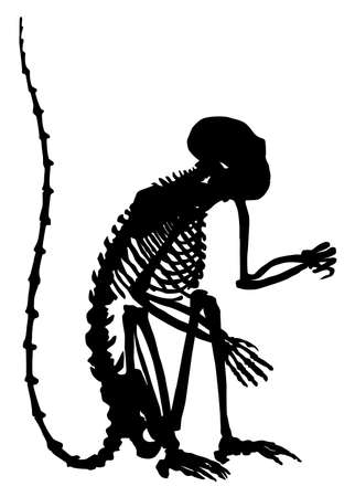 the silhouette of an animal the skeleton of a Capuchin monkey vector illustrationのイラスト素材