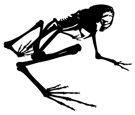 silhouette of animal skeleton of a frog vector illustrationのイラスト素材