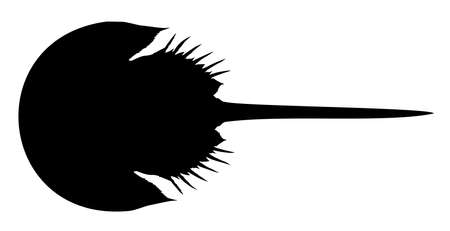 silhouette of an animal horseshoe crab vector illustrationのイラスト素材