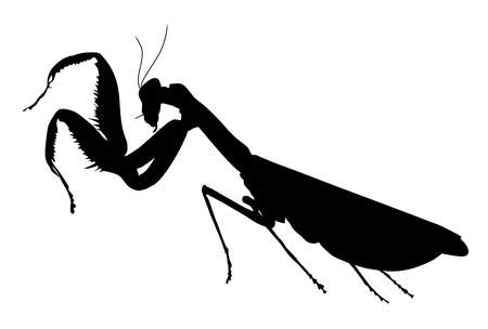 silhouette of a mantis insect vector illustrationのイラスト素材
