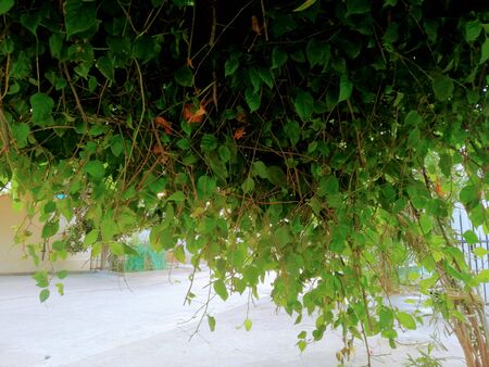 Beautiful perennial young greenary plantの写真素材