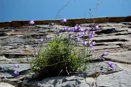 the campanulas growing from the rock, as a symbol to freedom