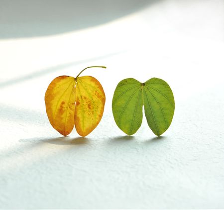 White background of the two small leavesの写真素材