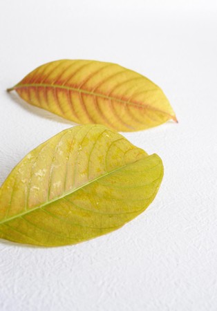 White background in the two yellow leavesの写真素材