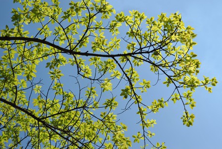 Branch's leaf, blue sky background